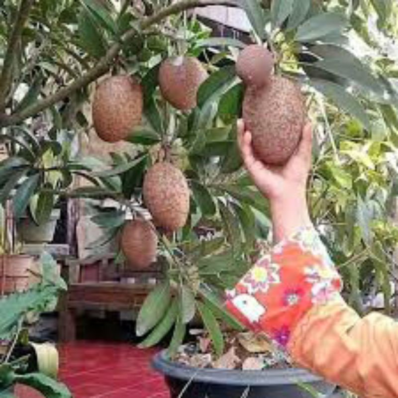 bibit sawo jumbo cm 19 berbuah