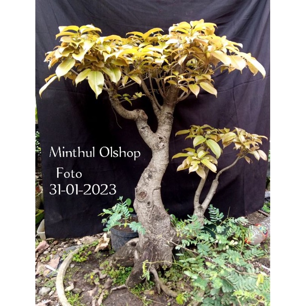 Bonsai beringin Bunut tua pupus merah bonggol ukuran Big Jumbo Prospek sesuai foto akar muter