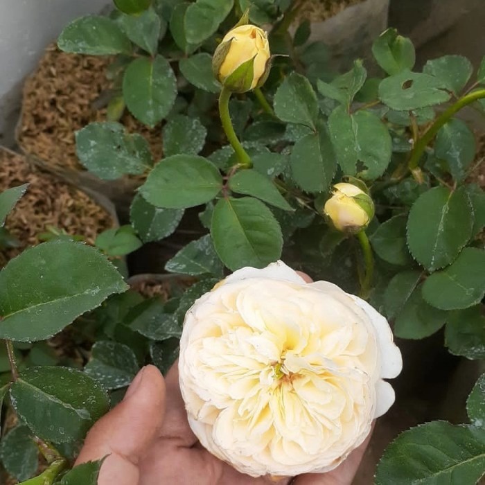 Tanaman bunga mawar juliet, mawar import rose juliet, rose mangkok