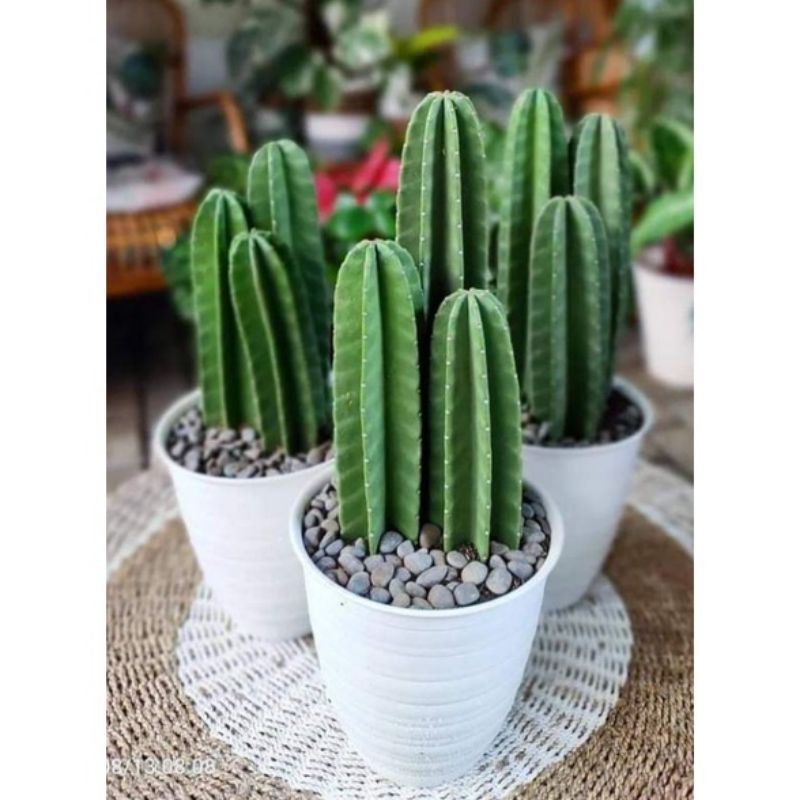 Paket Hemat 3 Kaktus koboi - Tanaman Hias Kaktus koboi - Pohon Kaktus koboi - Tanaman Hias Hidup Kak