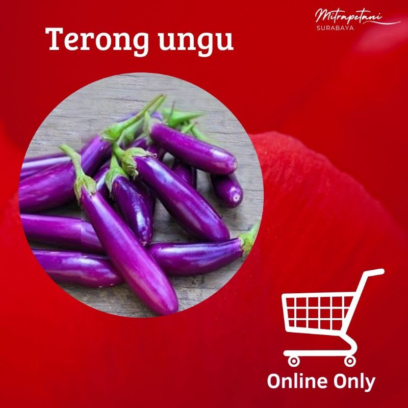 

Terong ungu,terong ungu 500 gram, terong ungu sayur