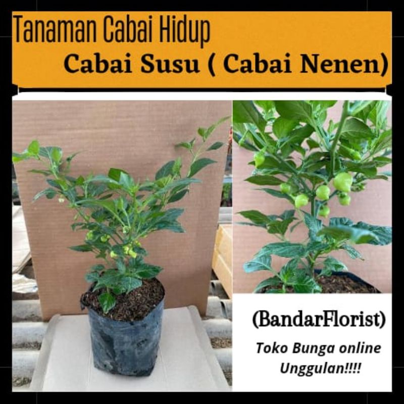 Tanaman Cabai Susu/Nenen Sudah berbuah Siap konsumsi (Cabe Susu/Nenen)