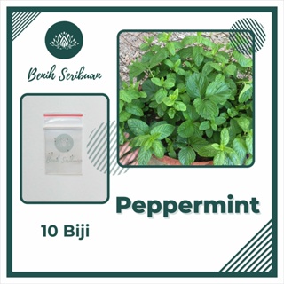 10 Benih Herb Peppermint Bibit Daun Mint Tanaman Herbal Hidroponik Premium Herba Spearmint Unggul