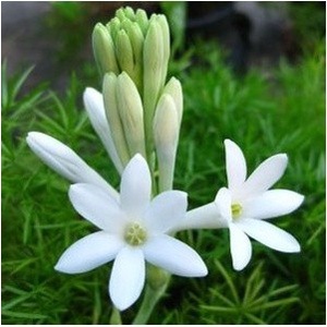 UMBI BUNGA SEDAP MALAM