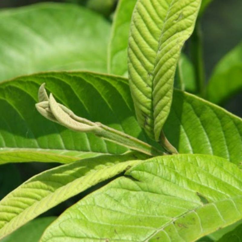 

Daun jambu biji segar dan murah