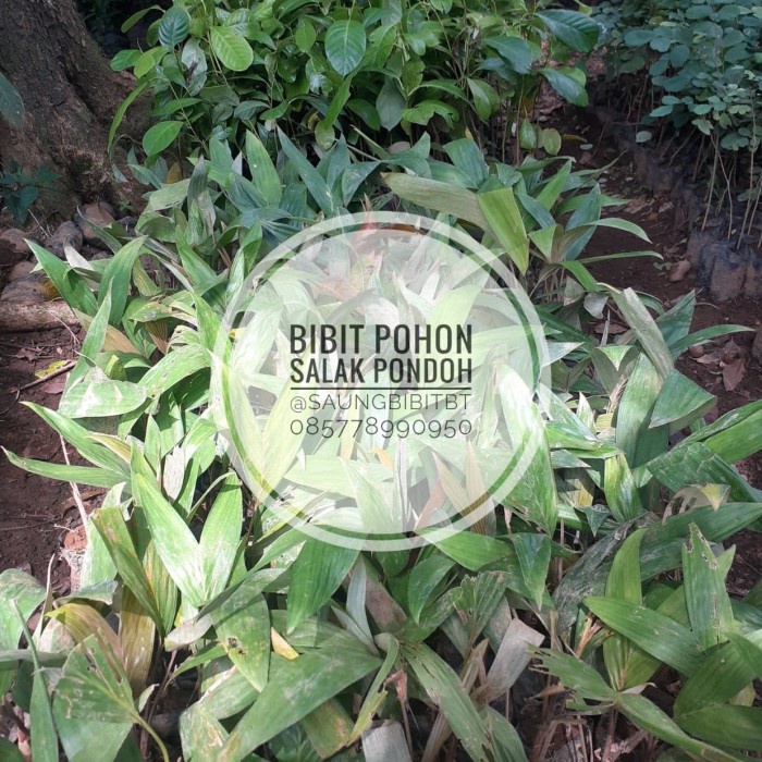 Bibit Pohon Salak Pondoh - Bibit Salak CCCC