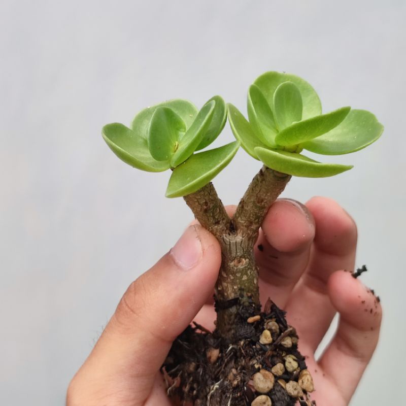 Portulacaria Molokinensis batang bonsai