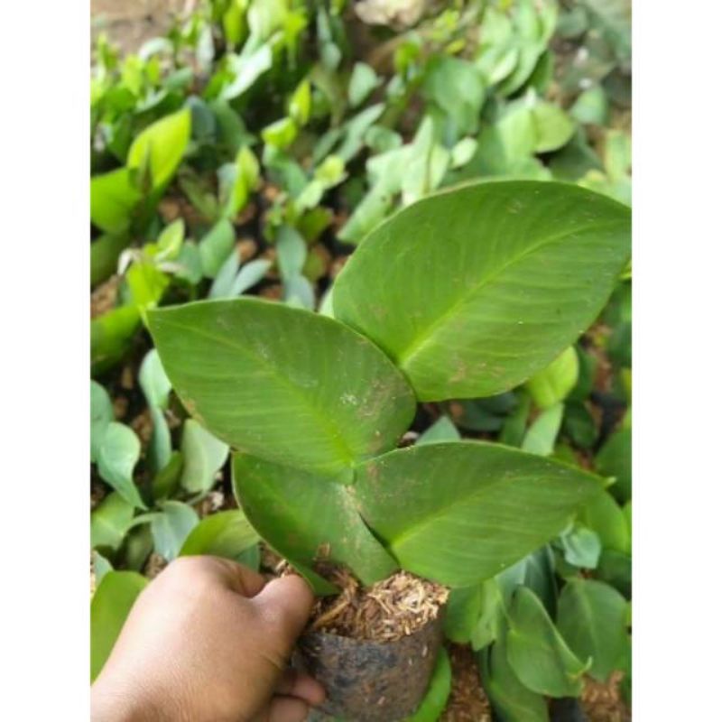 Tanaman Hias Rambat Dolar - Pohon Rambat Dolar - Tanaman Hias Hidup Dolar