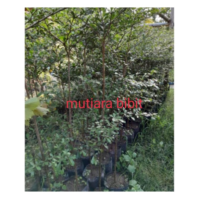 Bibit Ketapang kencana ukuran 1,5-2meter