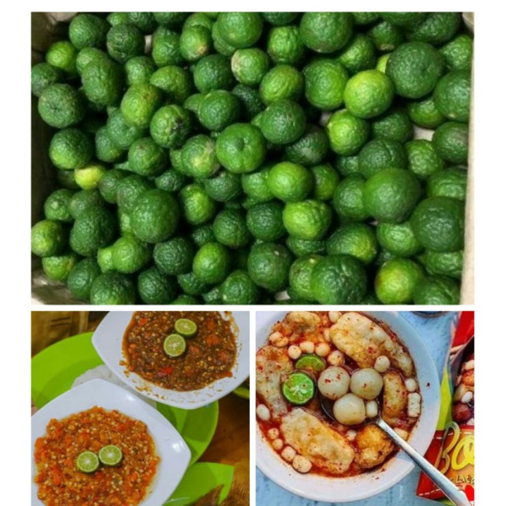 

Jeruk Limau