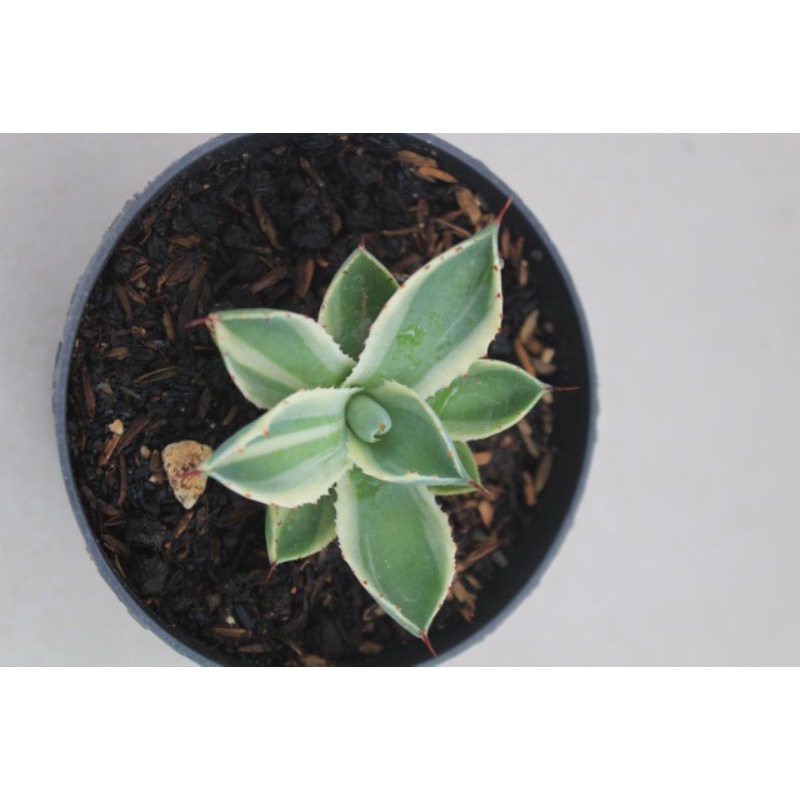 tanaman hias agave potatorum kishokan