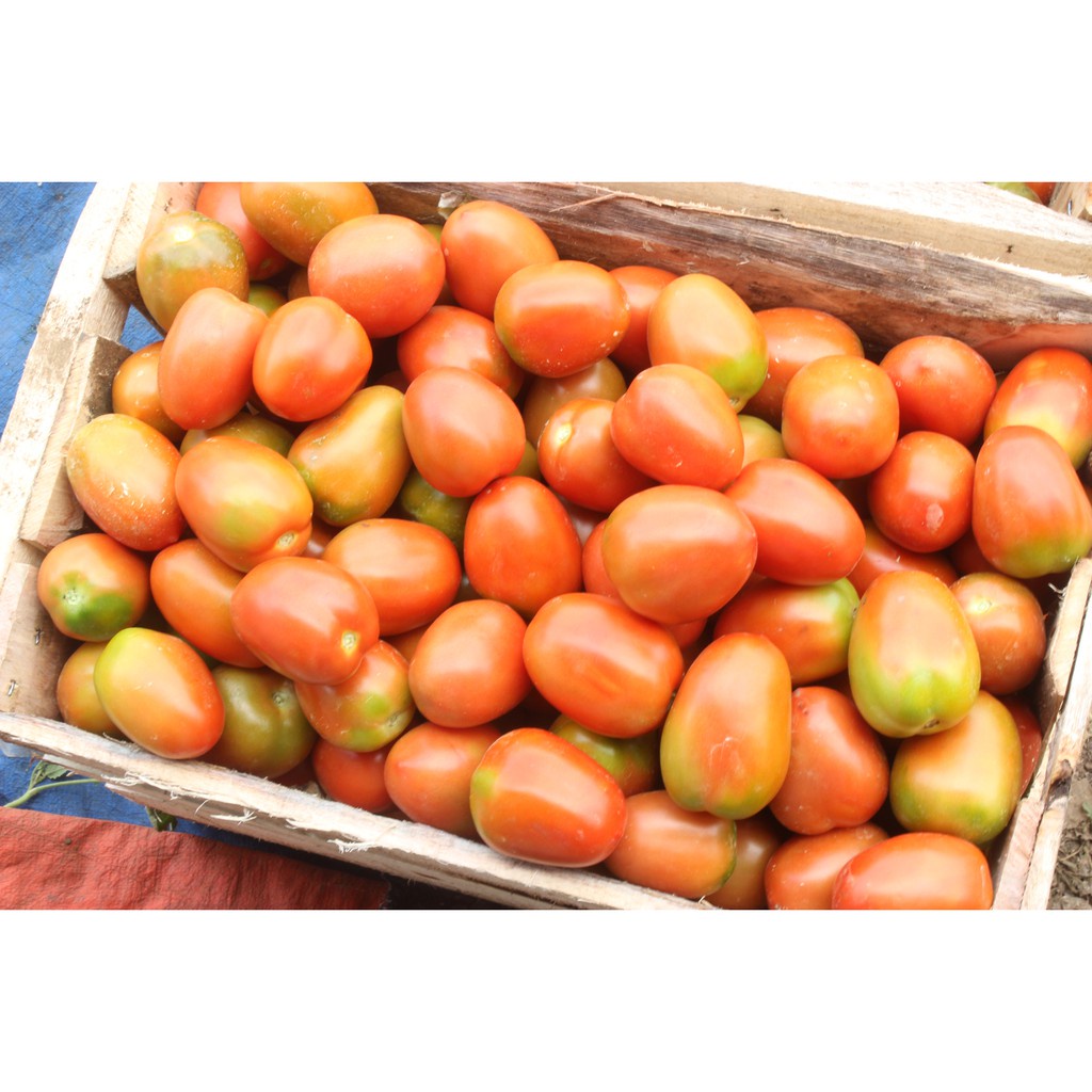 Benih Seribuan - 90 Bibit Sayuran Tomat Sayur Merah Unggul