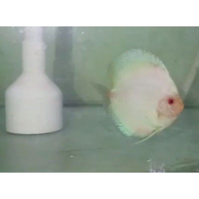 Discus size 4inc 3ek ( pesanan)