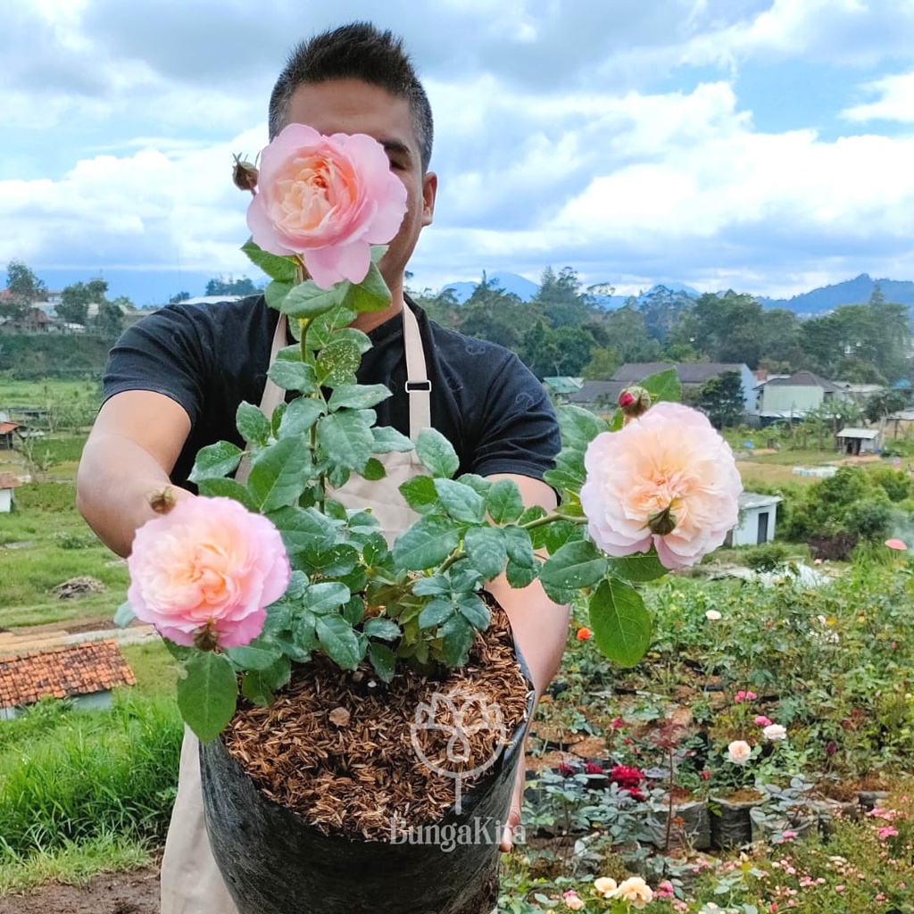 BUNGA MAWAR IMPORT CONSTANCE  UKURAN DEWASA