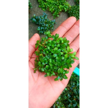 RK Bucephalandra sp mini clump