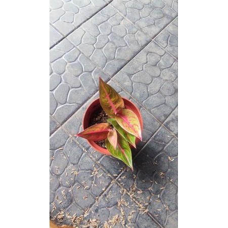 Aglonema reanita surya