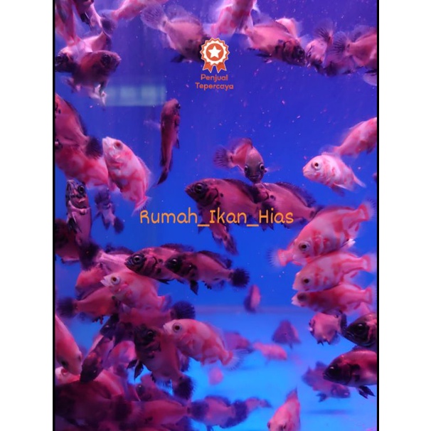 Paket 10ekor, Oscar Tiger batik albino 4-5cm, Oscar Paris 4-5cm, Oscar Tiger batik 5-6cm