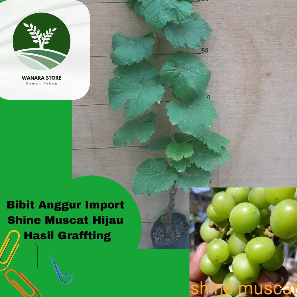 Bibit Anggur Import Shine Muscat Hijau Hasil Graffting