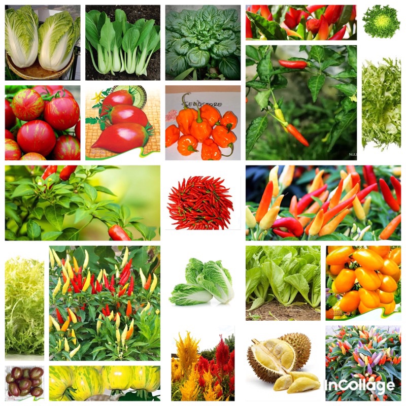 PILIHAN TERLENGKAP Benih Sayur Sayuran Paket Lengkap Tanaman Hidroponik Kangkung Bayam Brokoli Cabe