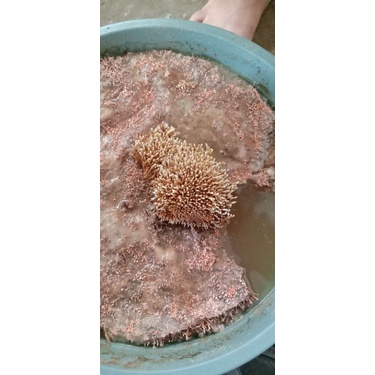 biang jakaba 600ml isi full, mudah berkembang biak kembali