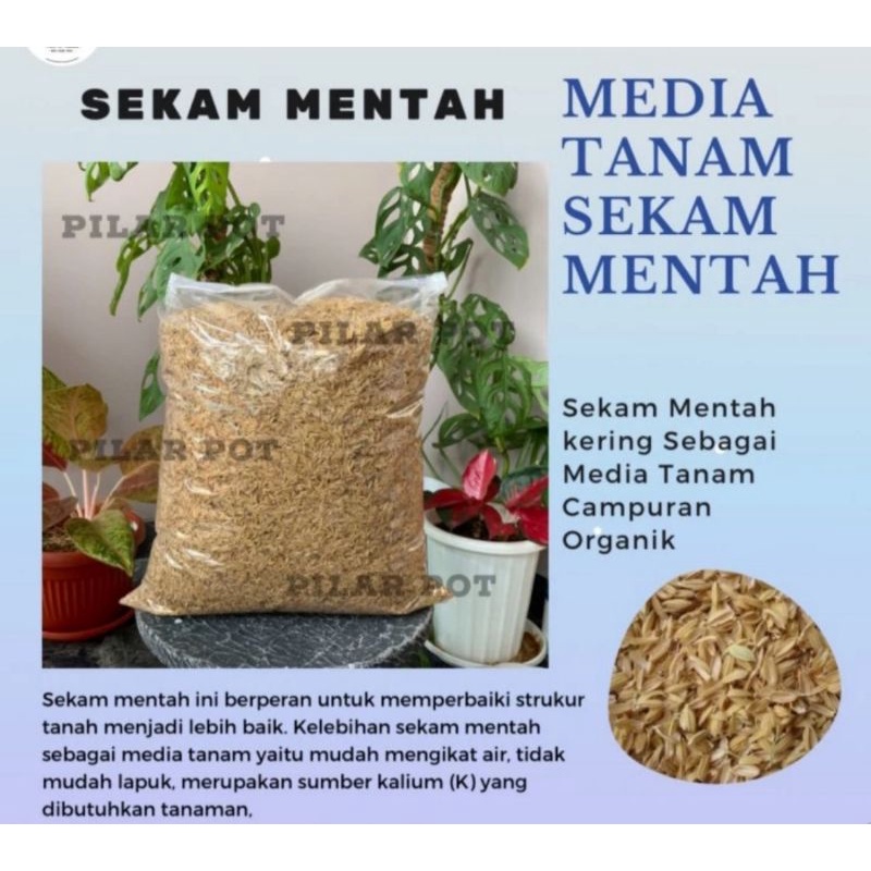 sekam mentah sekam padi