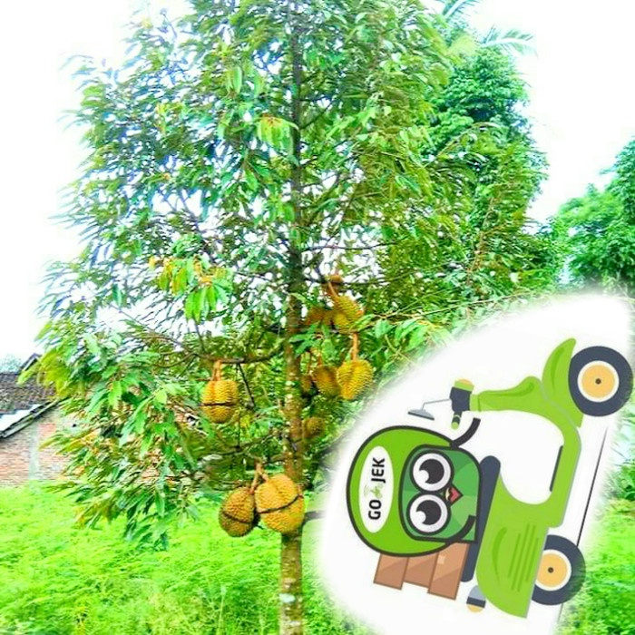 Benih Bibit Durian Montong
