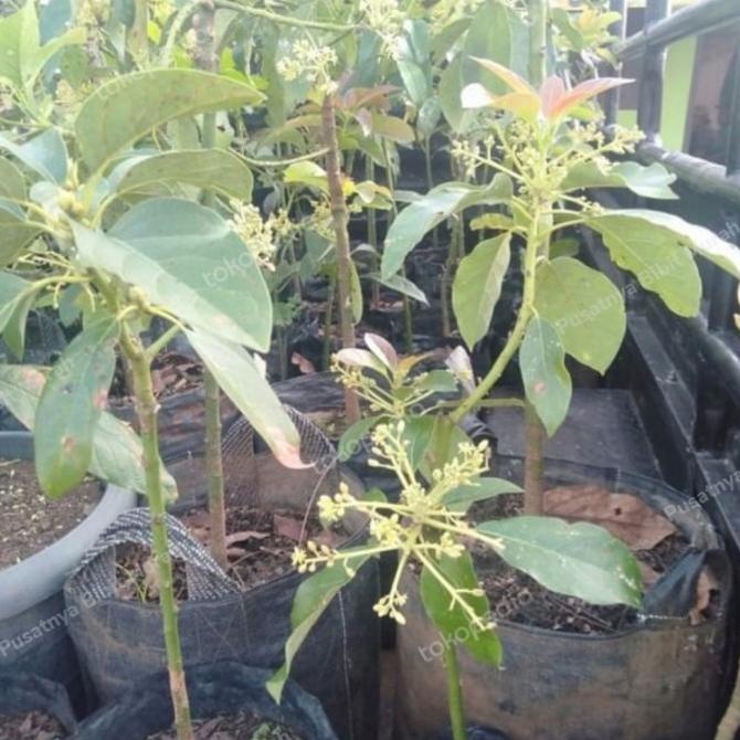 Bibit Pohon Alpukat Berbunga-Tanaman Buah Alpukat Berbunga Super