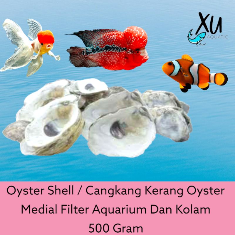 OYSTER / MEDIA FILTER CANGKANG OYSTER GRADE A / OYSTER SHELL KULIT KERANG TIRAM