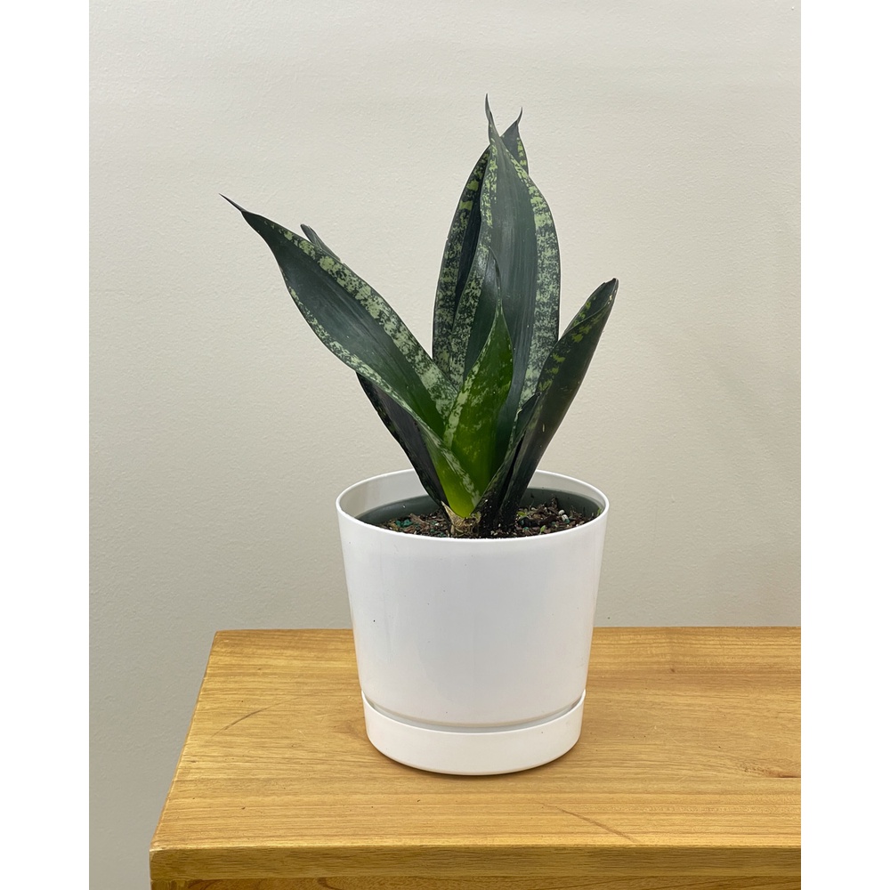 tanaman hias sansevieria whitney