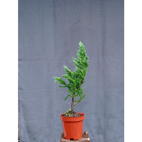 Cemara sinensis biru  bahan bonsai cemara cinensis blue