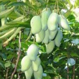 bibit tanaman mangga harum manis pohon mangga harum manis