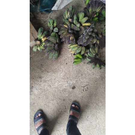 

pisang kepok