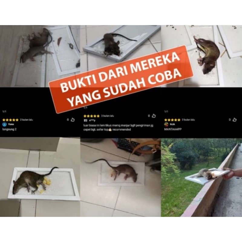 Lem Tikus RATREX isi 2 Pcs Perangkap Tikus/Jebakan Tikus Lem Tikus RATREX Super Lengket dan Kuat