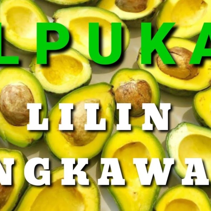 Bibit Alpukat Lilin Sinka tinggi 1 meter - Alpukat premium