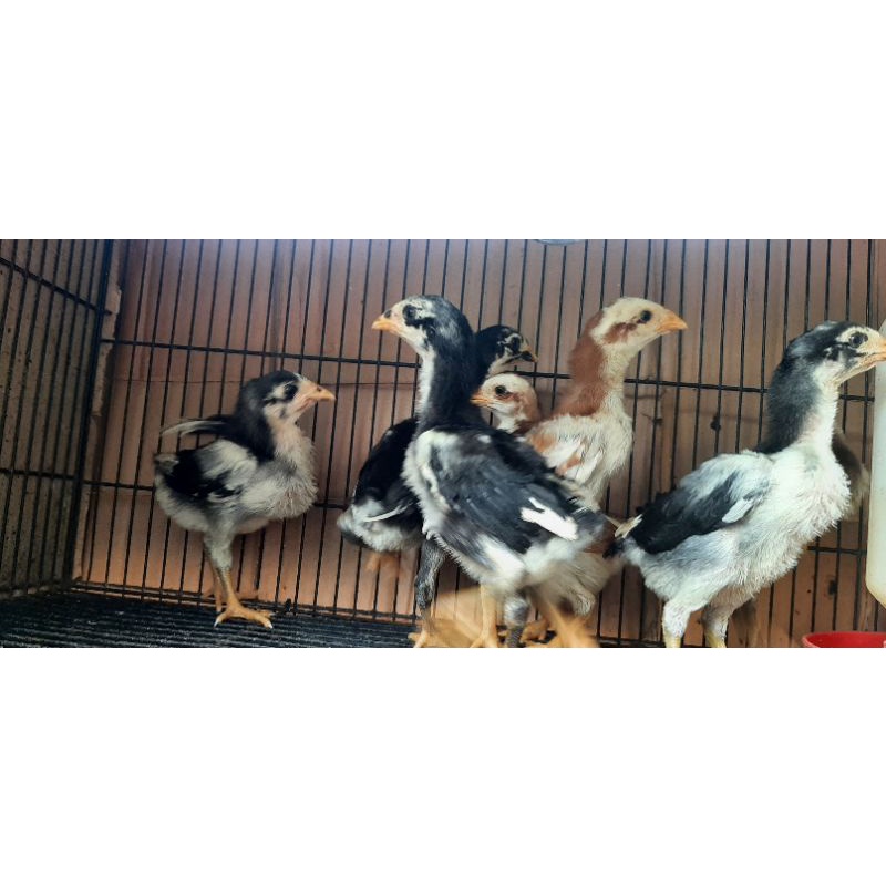 Anak Ayam Bangkok Asli