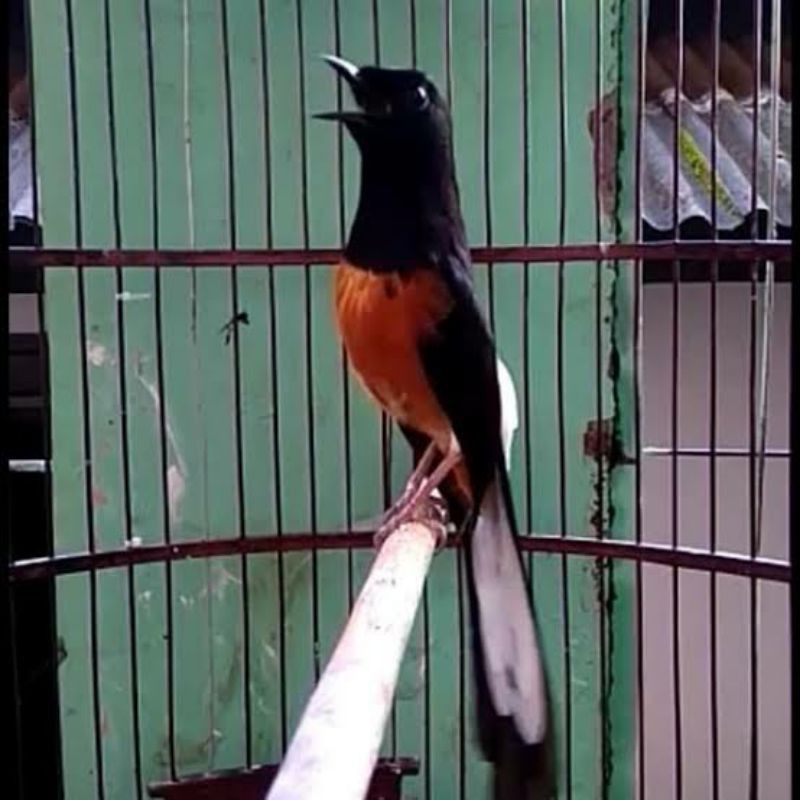 burung murai batu Medan Gacoran Prospek
