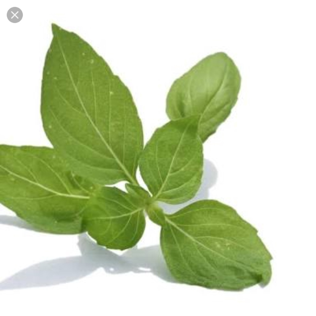 

DAUN KEMANGI 1 IKAT