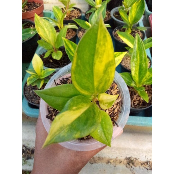 bibit jemani cobra varigata