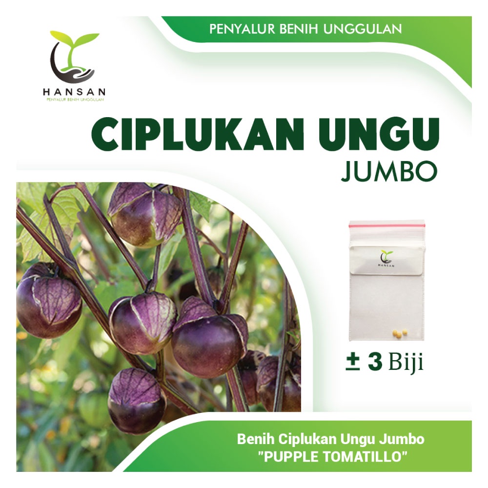 3 Benih Ciplukan Ungu Jumbo Super Bibit Buah Ciplukan Purple Tomatillo