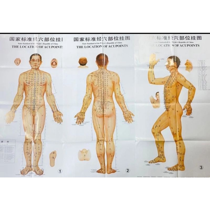 Gambar Titik Akupuntur Laki - Laki/ Poster Titik Akupuntur Laki-Laki/Pria