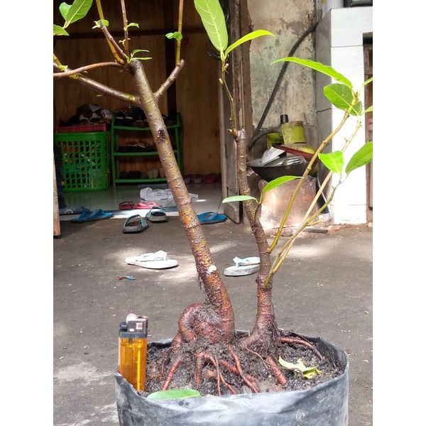 BONSAI LOA DONGKELAN