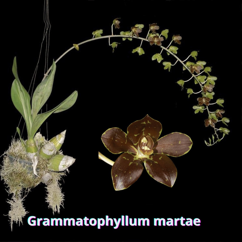Grammatophyllum martae - anggrek gramma martee