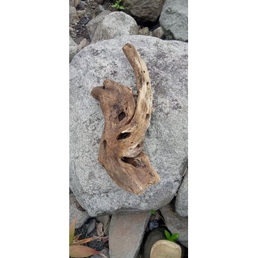 kayu tenggelam aquascape