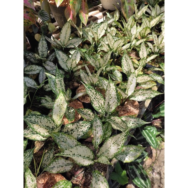 Aglonema Snow White / Aglaonema Snow White Rimbun