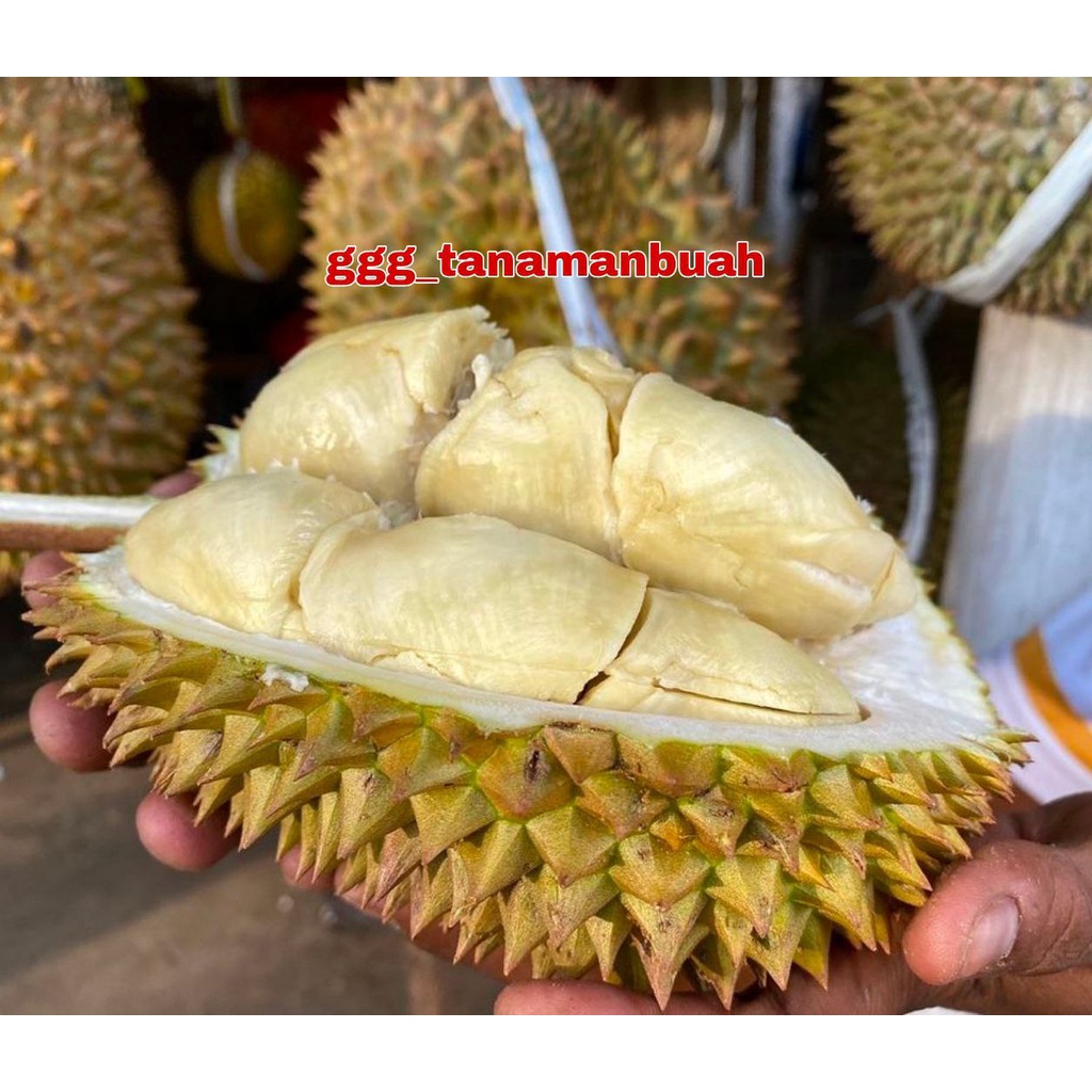 Bibit Durian Torong Unggul