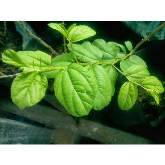 Jual Bibit Pohon Bidara Widara Sidr Arab Berduri Ziziphus Mauritiana Best Seller Shopee