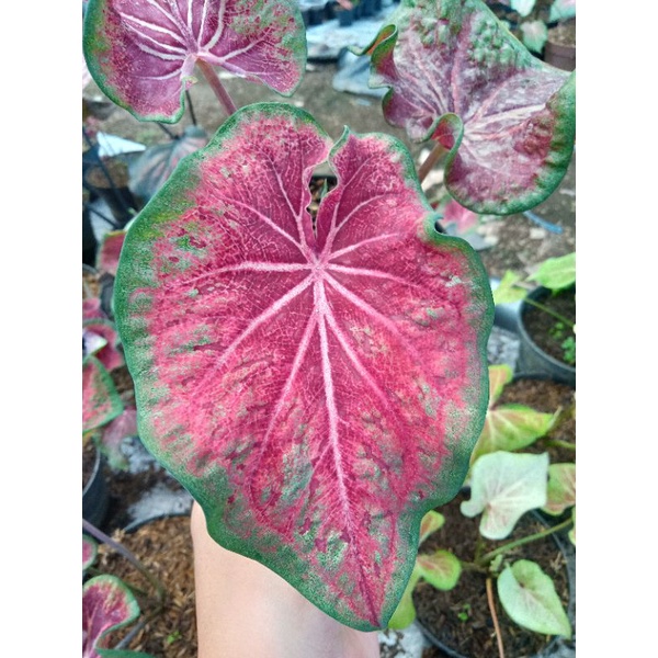 Bibit tanaman hias Keladi LG Series (Batu Ruby)