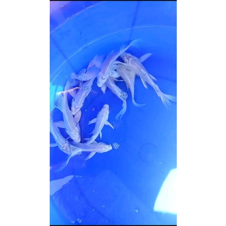 paket isi 10 koi platinum slayer uk 7-10cm