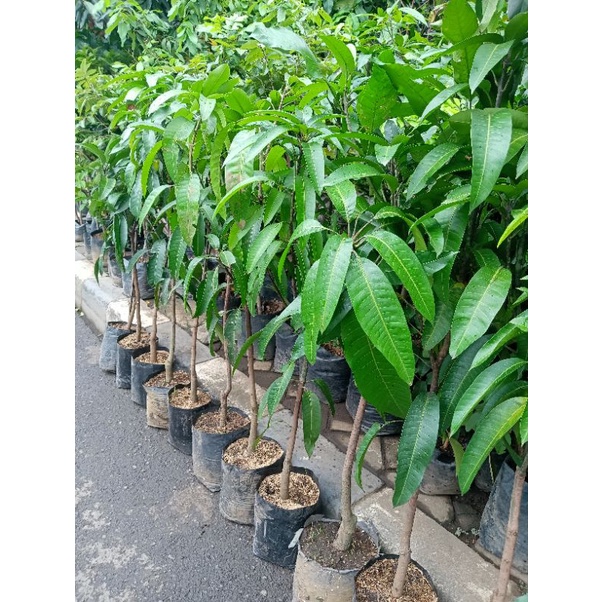 Bibit super pohon mangga cangkokan
