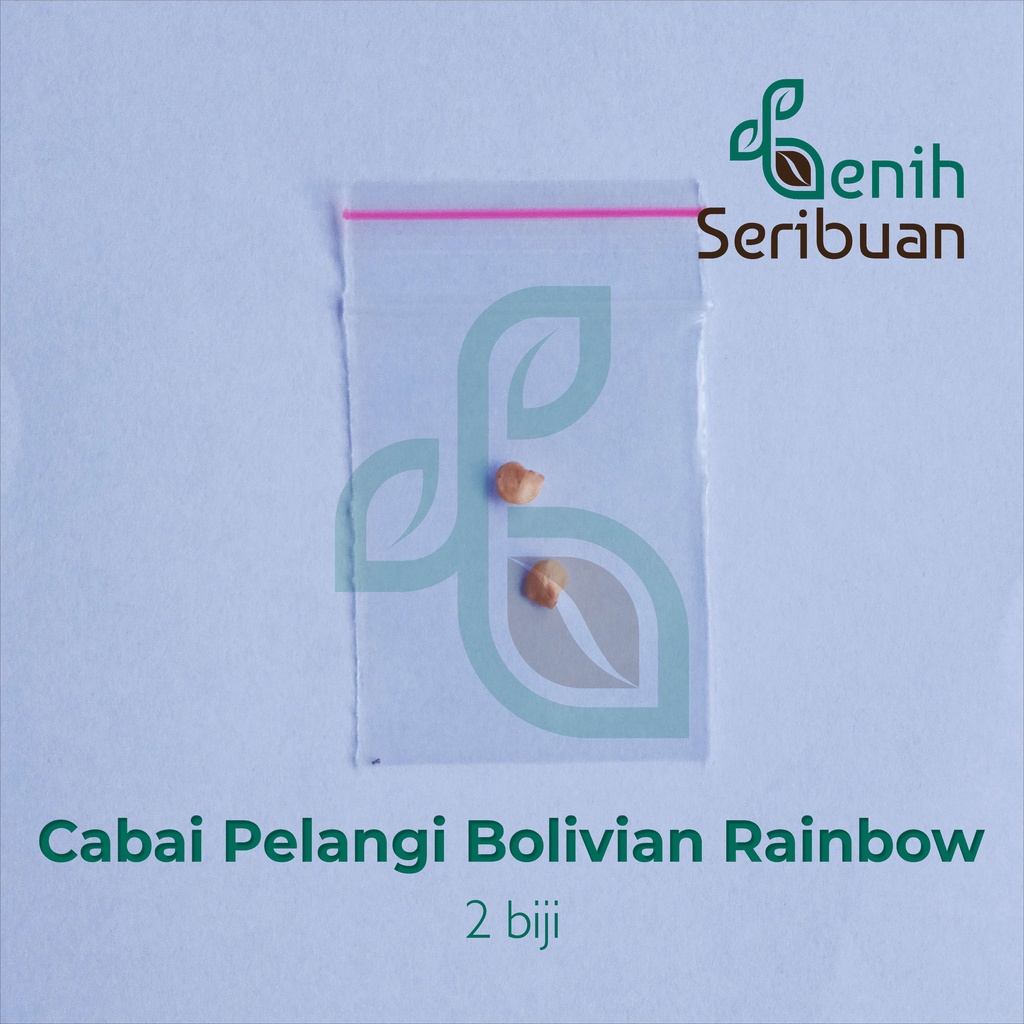 Benih Seribuan - 2 Bibit Cabe Pelangi Bolivian Rainbow Unggul